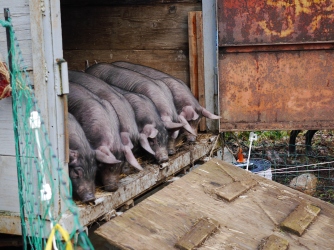 The little pigs getting let out of the trailer for the first time.
