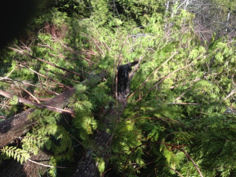 Hunter playing on a felled cedar